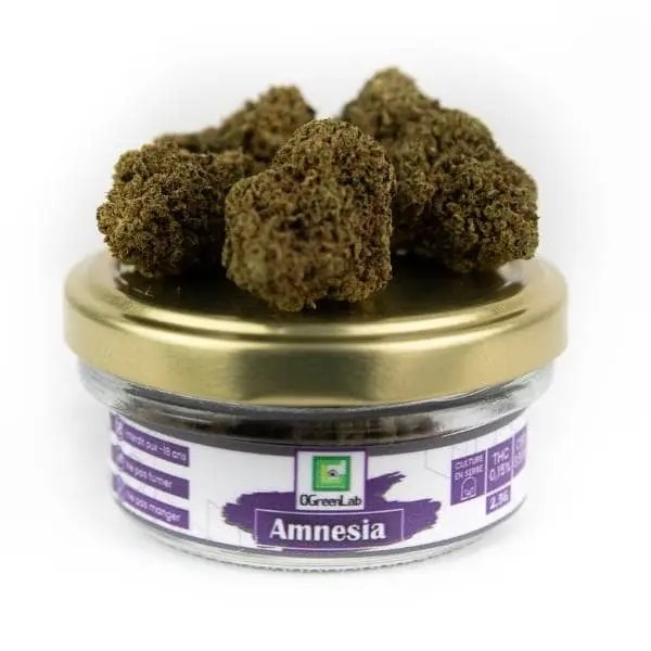 Amnesia Greenhouse