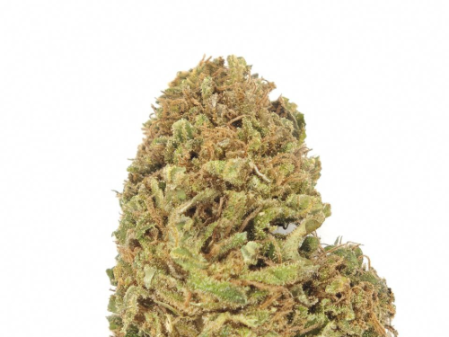 Tropicana orange